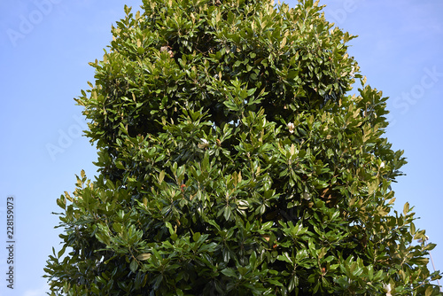 Magnolia grandiflora photo