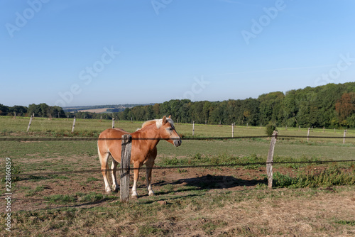 horse in Field of Brie region in Île de France