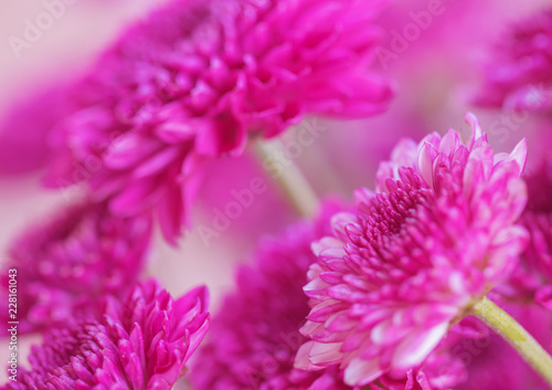 Colorful flowers chrysanthemum made with gradient for background Abstract texture Soft and Blurred style.postcard.