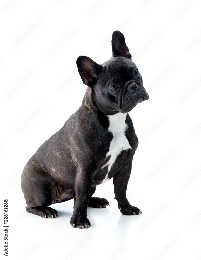 Black french bulldog, isolated