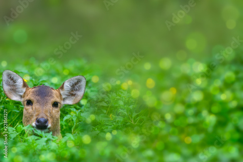 Eye contact animal photo. Hornless female Sambar deer (Rusa unicolor) in green field looking at photographer with bokeh Background. Selective focus and copy space. Image for wildlife design concept photo