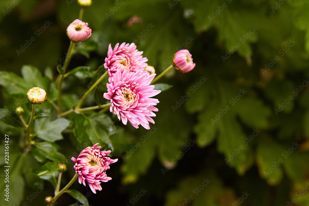 Chrysanthemum flowers as a background close up. Pink and purple Chrysanthemums. Chrysanthemum wallpaper. Floral background. Selective focus. Chrysanthemum flowers as a background close up. Pink and purple Chrysanthemums. Chrysanthemum wallpaper. Floral background. Selective focus.