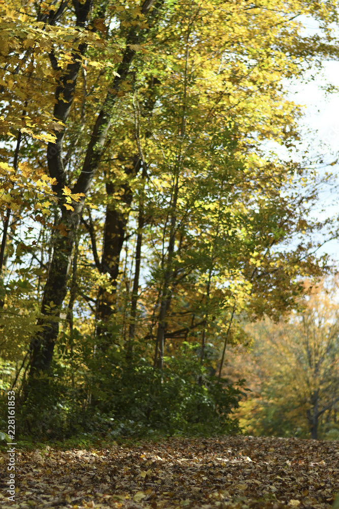Fototapeta premium autumn in the forest