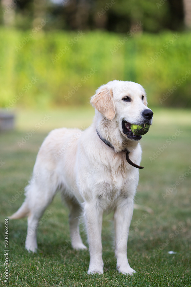 lovely cute golden retriever playing with a ball on green grass