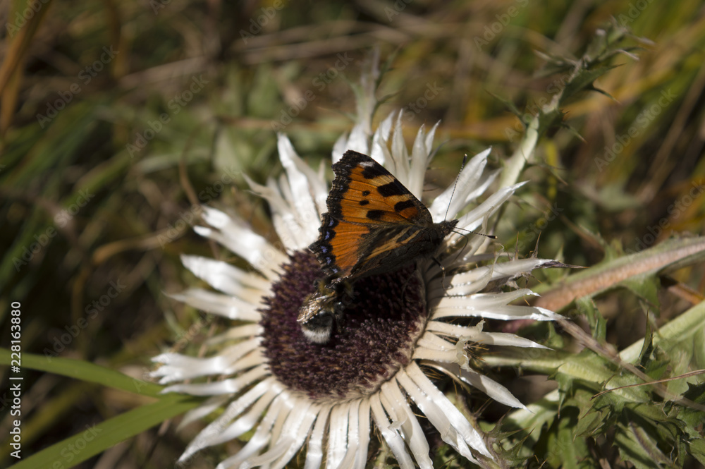 Obraz premium Schmetterling auf Silberdistel