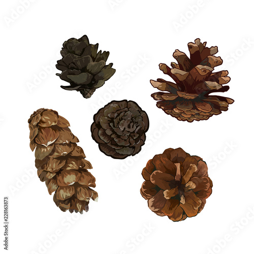 Pine cone pinecone set isolated on white background. Colorful hand drawn vector illustration.