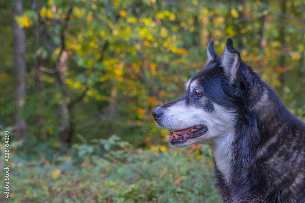 Obraz premium Husky