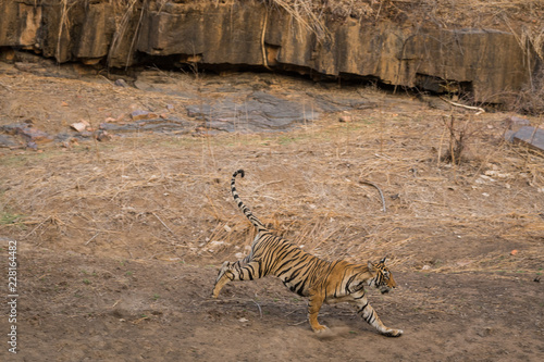 A sub adult tigress running after a fight with another male sub adult tiger at Ranthambore National Park, India