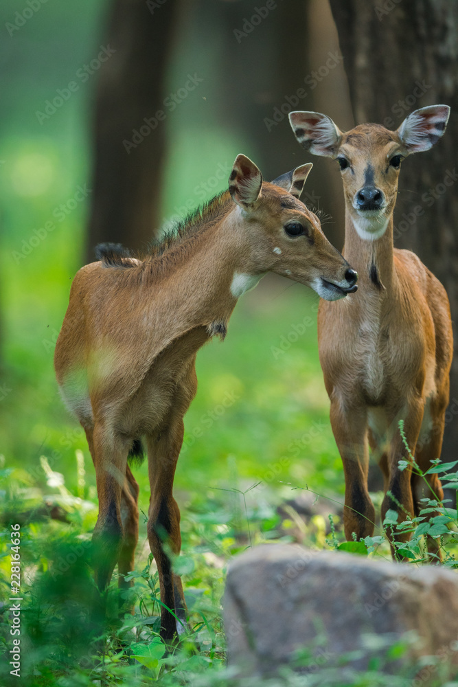 A nilgai or blue bull calf from Ranthambore Tiger Reserve