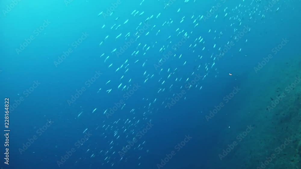 Underwater little fishes bait balls in very blue sea water - Scuba diving in Majorca Spain Underwater little fishes bait balls in very blue sea water - Scuba diving in Majorca Spain