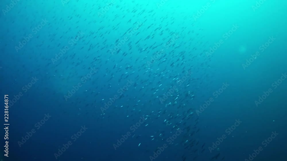 Underwater little fishes bait balls in very blue sea water - Scuba diving in Majorca Spain Underwater little fishes bait balls in very blue sea water - Scuba diving in Majorca Spain