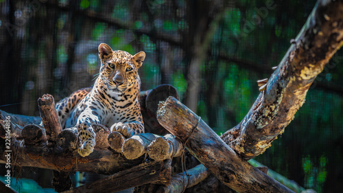 Leopard Wildlife Animal