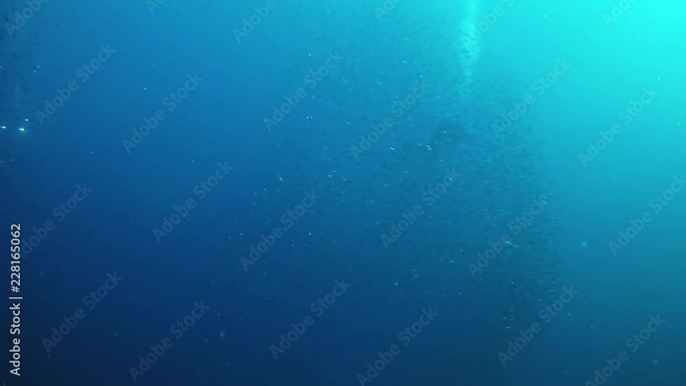 Underwater scene Little fishes baitball swimming in the Mediterranean sea Underwater scene Little fishes baitball swimming in the Mediterranean sea