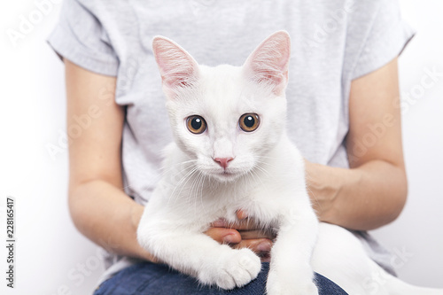 Fototapeta Naklejka Na Ścianę i Meble -  kucaktaki kedi