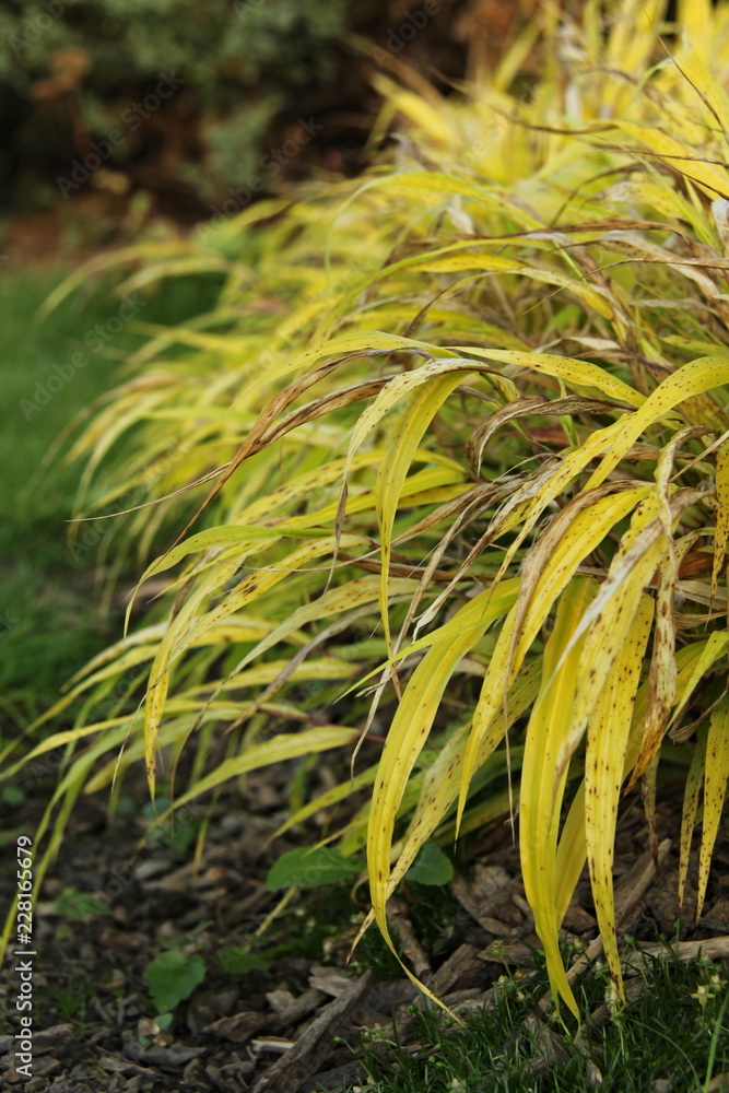 Hakonechloa macra 'All Gold' Hakonechloa macra 'All Gold'
