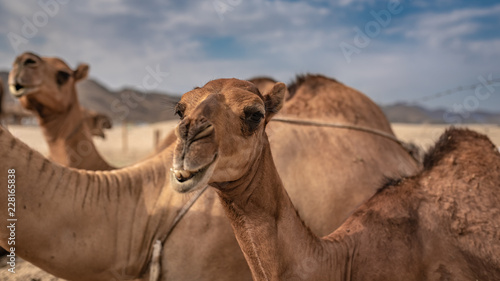 A Group Of Camels In Desert