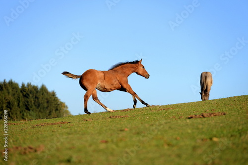 run boy run. Beautiful Quarter Horse foal running over the pasture