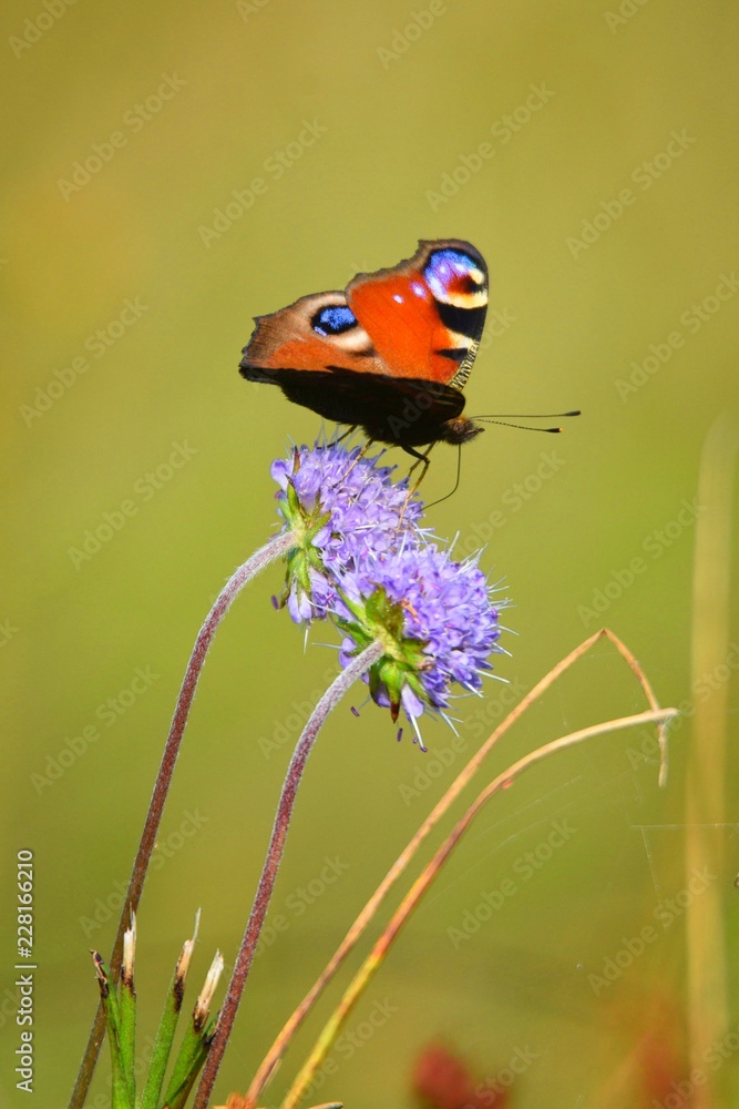 a lively flower a lively flower