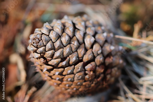 Pine cone close up - Autumn scene