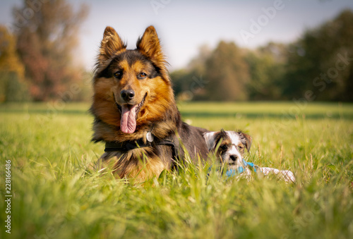 Bohemian Shepherd with Parson Russell Terrier Puppy