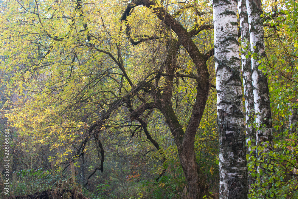 Fototapeta premium White birch trees on the background of a picturesque fancy tree