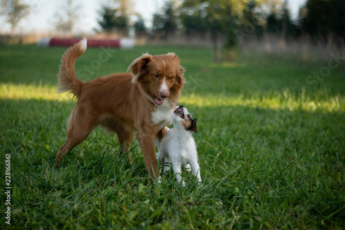 Nova Scotia Duck Tolling Retriever with Parson Russell Terrier Puppy