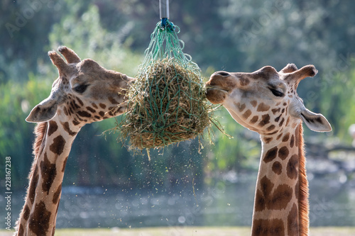 Canvas Print Eating Giraffes