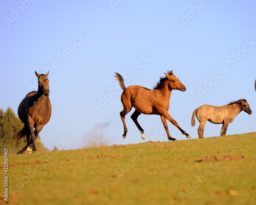 Fohlenrodeo. Braunes Fohlen l  uft bockend   ber die Weide