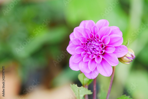 Purple dahlia flower with blur background.