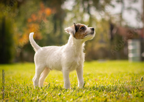 Foto Parson Russell Terrier Puppy