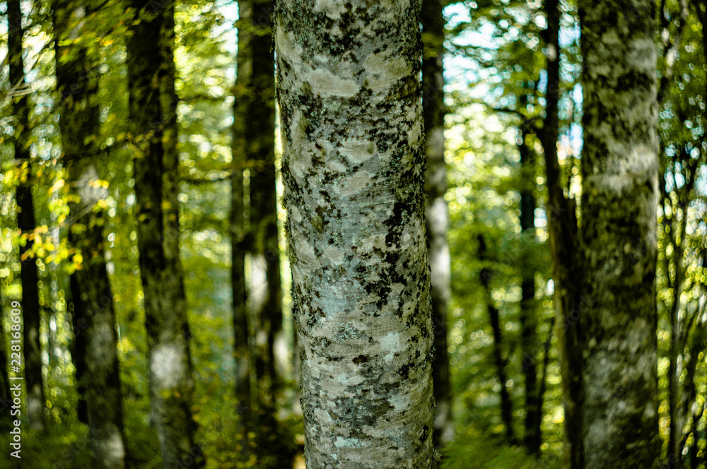 autumn in the forest autumn in the forest