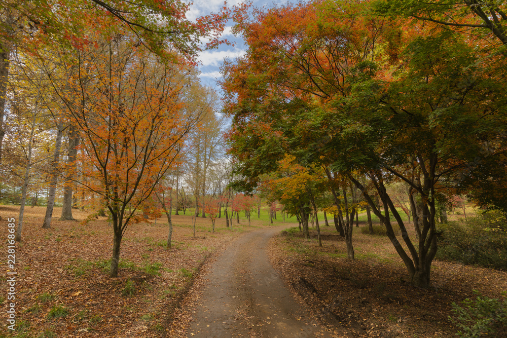 Naklejka premium Autumn colored trees and leaves on the ground