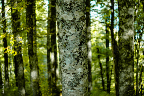 autumn in the forest