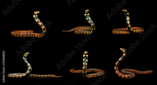 Coral cobra spreading hood and prepare to fight, Mixed action beautiful red snakes from Namibia on black