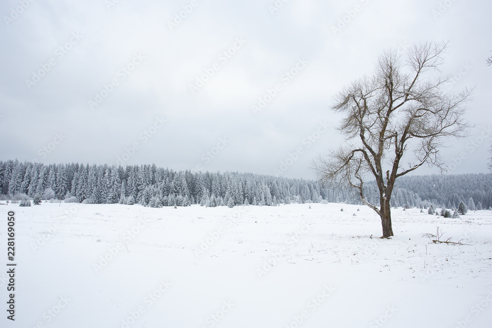 winter landscape with trees and snow winter landscape with trees and snow