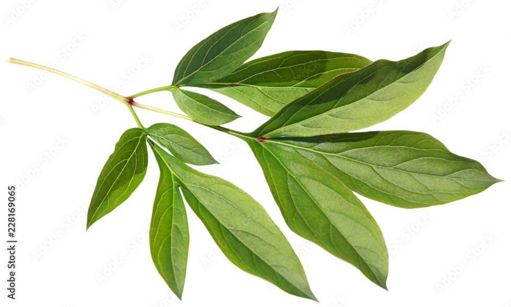 Leaf of a peony