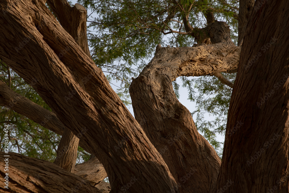 Tree of Life, Bahrain Tree of Life, Bahrain