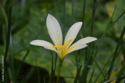 Flower in Garden