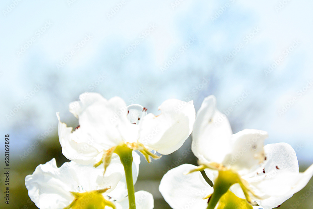 Obraz premium white flowers of cherry tree