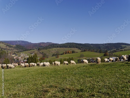 owce na hali w Pieninach