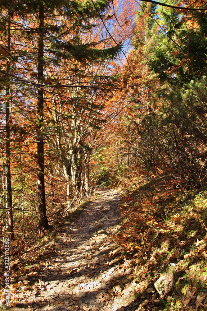 Road from the city - colorful autumn Road from the city - colorful autumn