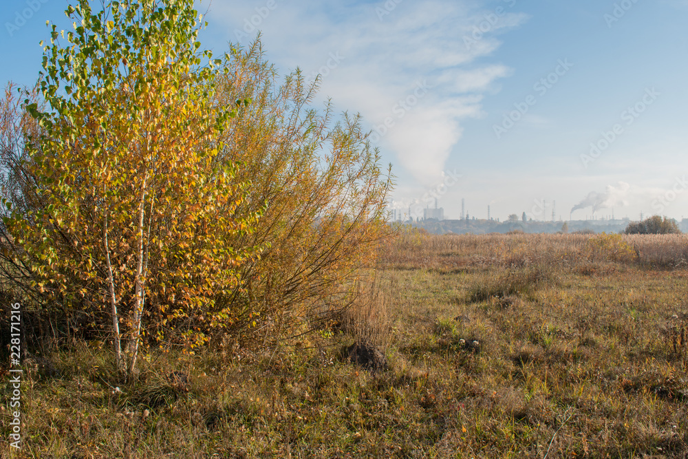 Little autumn white birch on the background of a smoking enterprise Little autumn white birch on the background of a smoking enterprise
