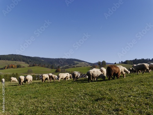 owce na hali w pieninach