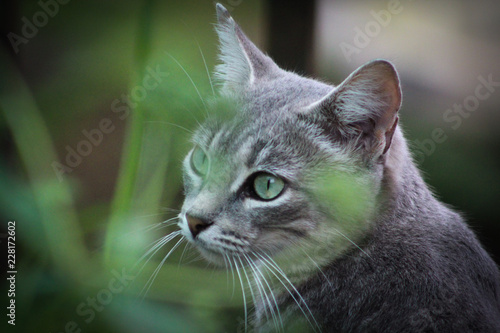 Foto Gata salvaje