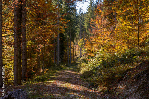 Schotterstra  e im  Wald im Herbst bei Sonne