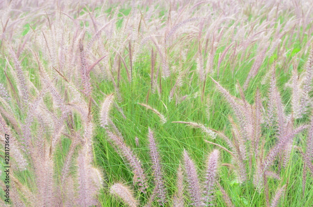 Grass Grass