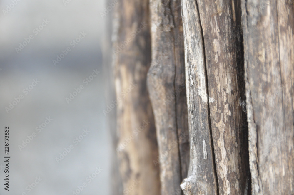 Fototapeta premium The texture of wood 