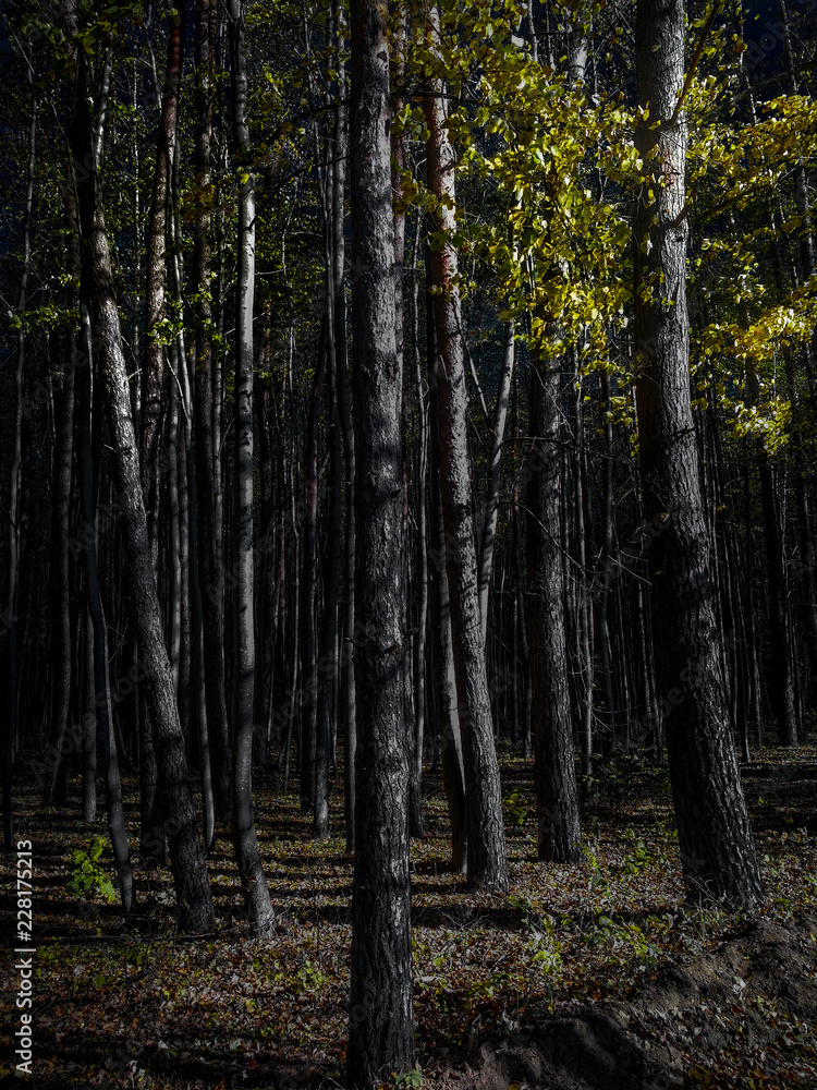 trees in the forest trees in the forest