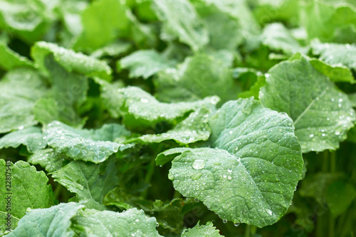 Obraz na plátne Green rape foliage with drops of water on bed in the field after the rain, copy space, closeup, macro
