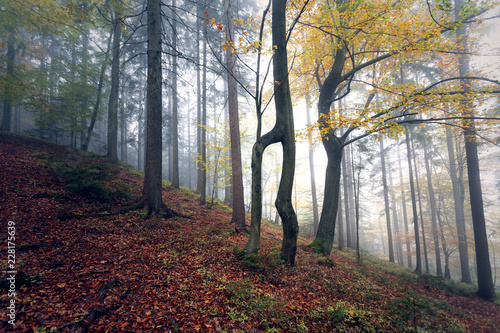 Beautiful morning foggy forest landscape with colorful autumn season leaves.
